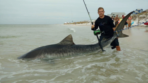 Zach Wolk with an 11 ft 5 inch tiger shark he caught on a Jawbone Hatchet JBX-8655