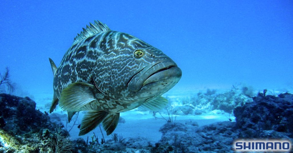 FISHING OFFSHORE FOR GROUPER