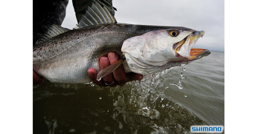 SEA TROUT FISHING