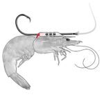 SHRIMPWALKER3